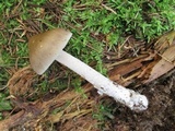Amanita rhacopus image
