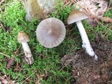 Amanita rhacopus image