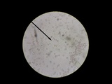 Amanita rhacopus image
