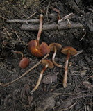 Pachylepyrium carbonicola image