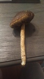 Leccinellum crocipodium image