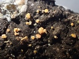 Bisporella resinicola image