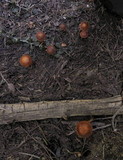 Pachylepyrium carbonicola image