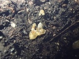 Bisporella resinicola image