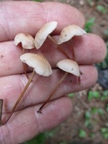 Mycetinis scorodonius image
