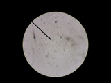 Mycetinis scorodonius image