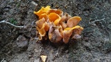 Craterellus odoratus image