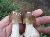 Amanita brunnescens image
