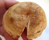 Hygrophorus russula image