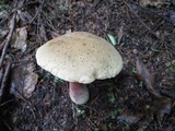 Caloboletus inedulis image
