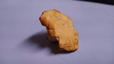 Cantharellus persicinus image