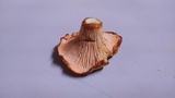 Cantharellus persicinus image