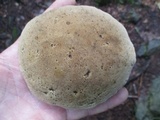 Caloboletus inedulis image