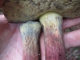 Caloboletus inedulis image