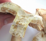 Hygrophorus russula image