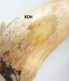 Hygrophorus russula image