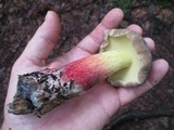 Caloboletus inedulis image