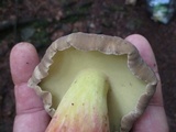 Caloboletus inedulis image