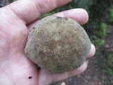 Caloboletus inedulis image