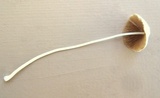 Conocybe apala image