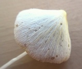 Conocybe apala image