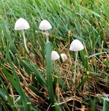Conocybe apala image