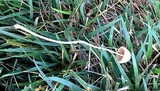 Conocybe apala image