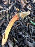 Phallus rubicundus image
