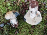 Gyroporus cyanescens image
