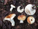 Russula compacta image