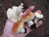 Russula compacta image