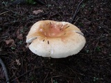 Russula compacta image