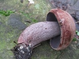 Sutorius eximius image