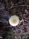 Amanita minutula image