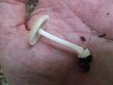 Amanita minutula image