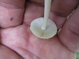 Amanita minutula image