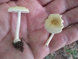 Amanita minutula image