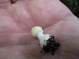 Amanita minutula image