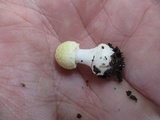 Amanita minutula image