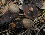 Strobilurus diminutivus image