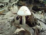 Amanita aestivalis image