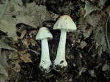 Amanita aestivalis image