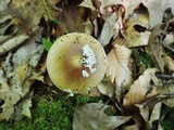 Amanita solaniolens image