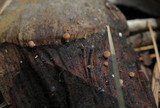 Strobilurus diminutivus image