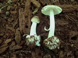 Amanita brunnescens image
