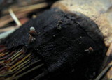 Strobilurus diminutivus image