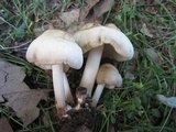 Pluteus petasatus image