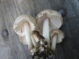 Pluteus petasatus image