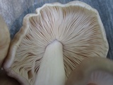 Pluteus petasatus image