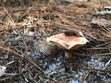 Lactarius floridanus image